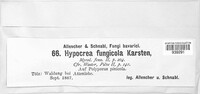 Protocrea fungicola image